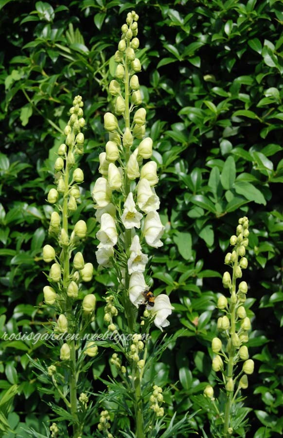 Photo Aconitum × cammarum 'Grandiflorum Album'