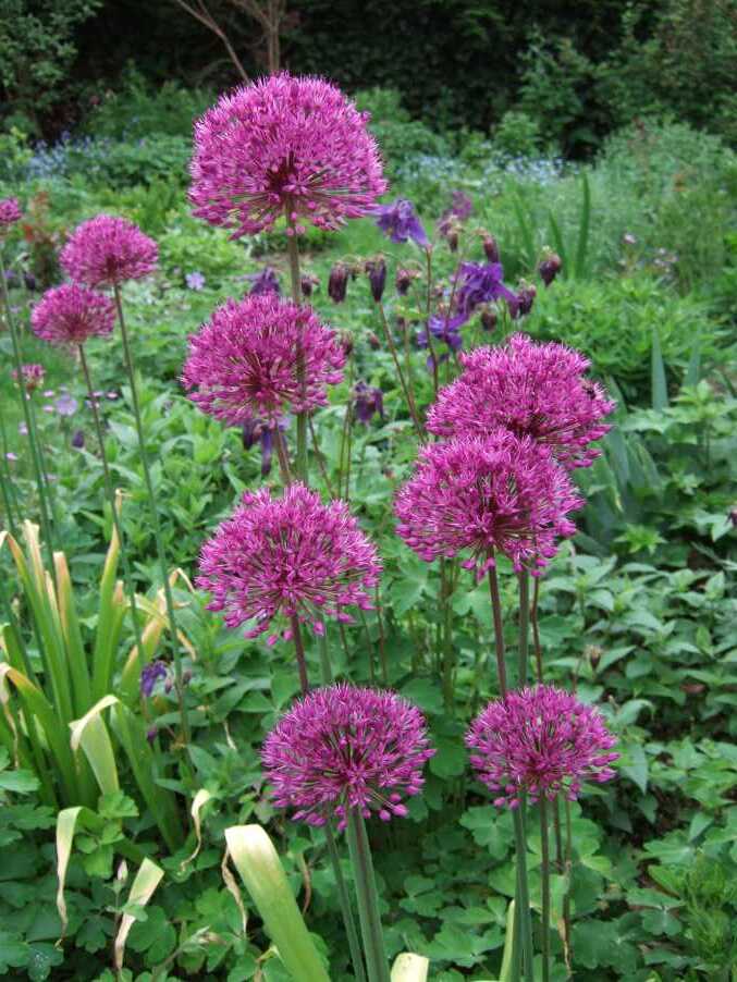 Image Allium hollandicum 'Purple Sensation' 