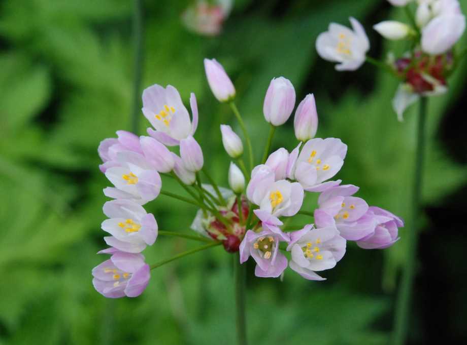 Image ​Allium roseum