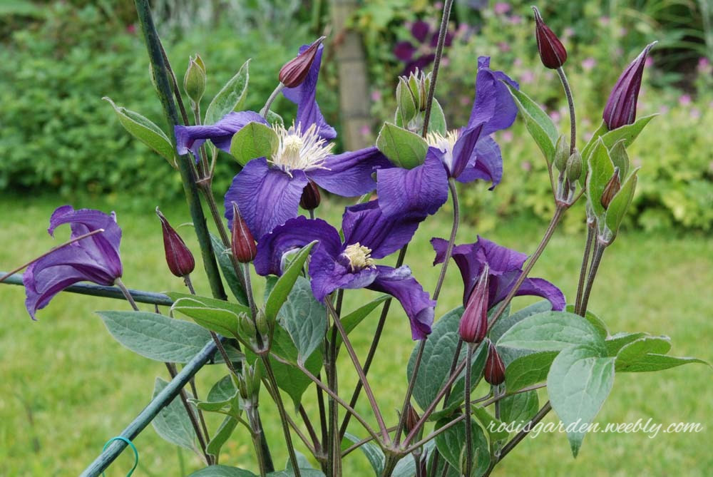 Clematis 'Blue Pirouette' Photo