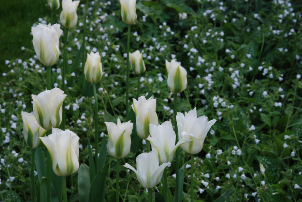 Image Tulipa 'Spring Green', Pulmonaria 'Sissinghurst White'