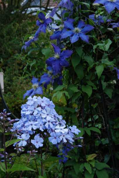 Phlox paniculata 'Blue Evening', Clematis 'Rhapsody'