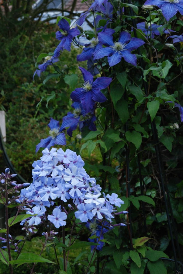 Image Phlox paniculata 'Blue Evening', Clematis 'Rhapsody'
