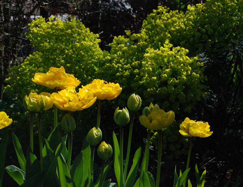 Tulipa 'Yellow Pomponette' & Euphorbia chariacas ssp. wulfeniPhoto