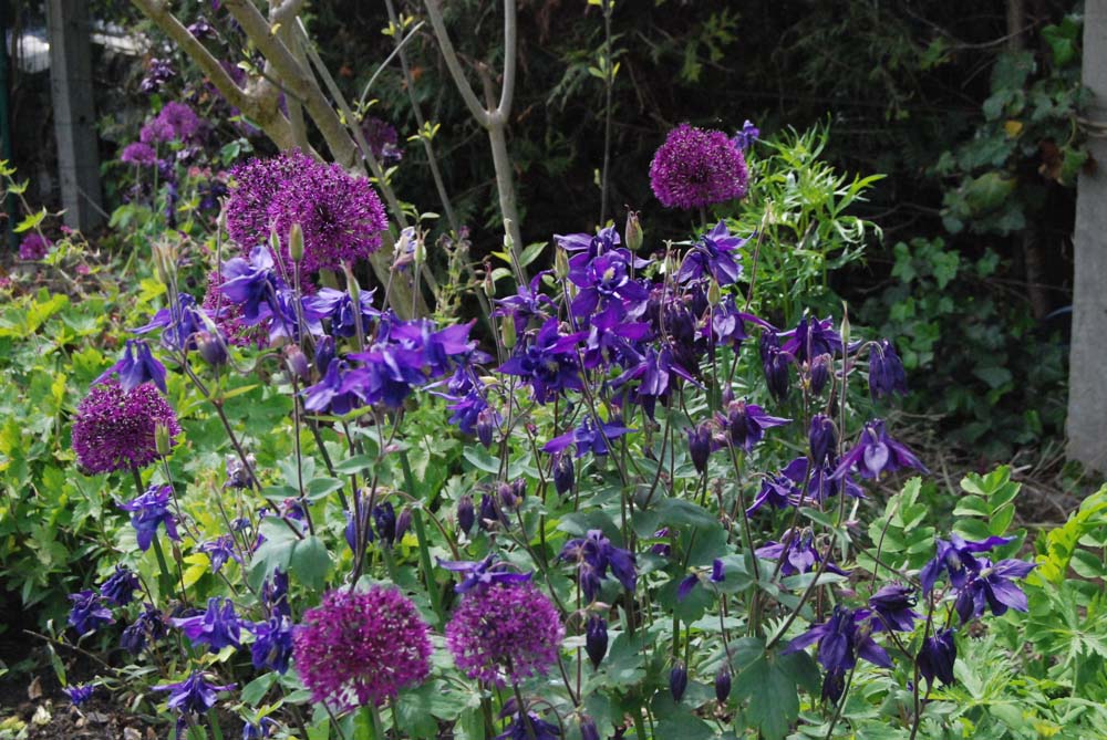 Allium hollandicum 'Purple Sensation' et Aquilegia vulgarisPhoto