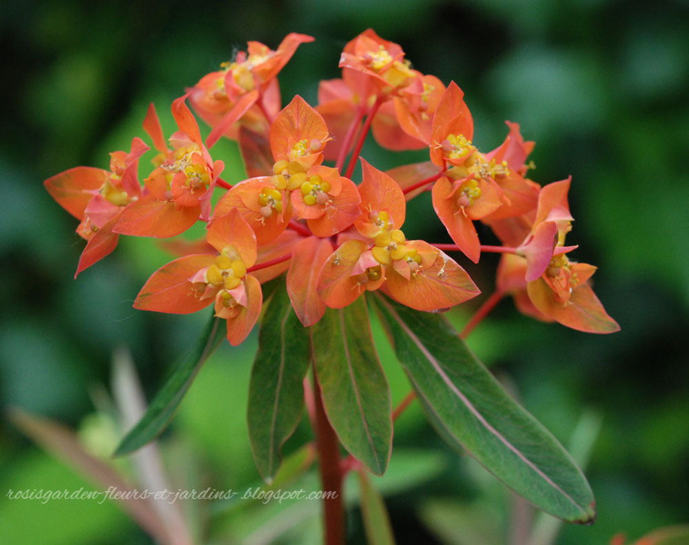 Image Euphorbia griffithii 'Fireglow'