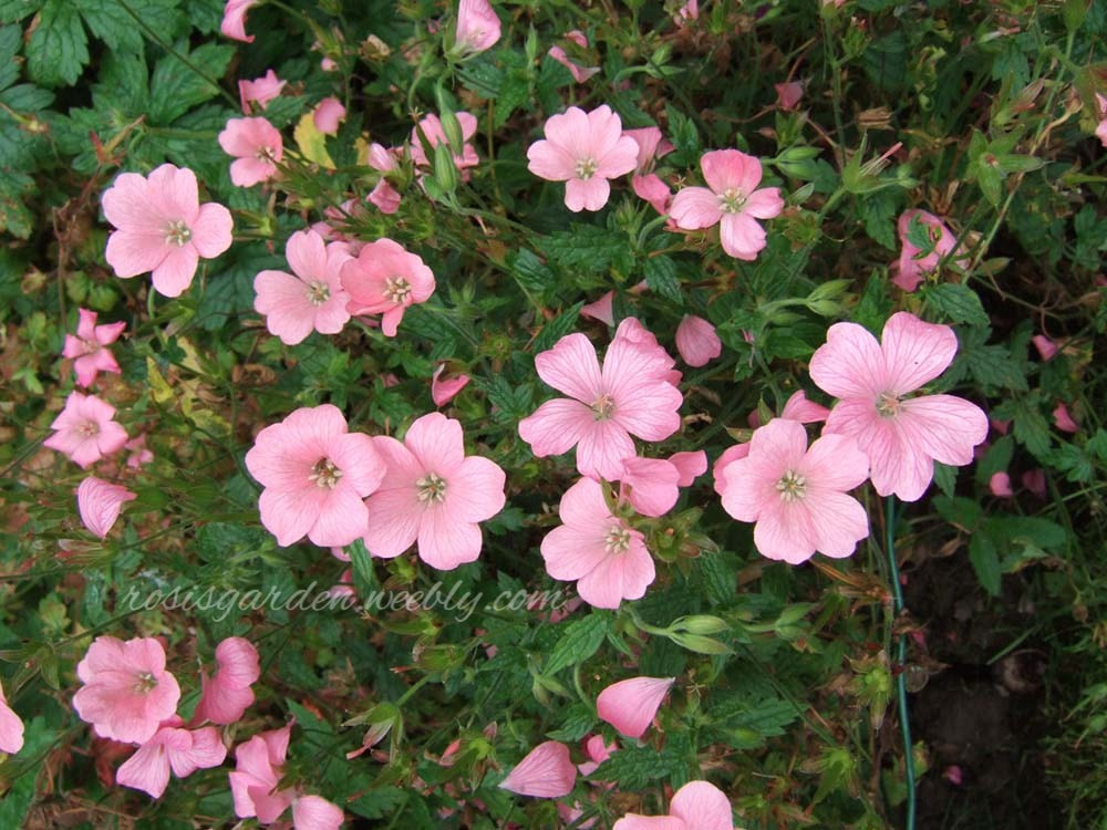 Photo Geranium x oxonianum 'Wargrave Pink'