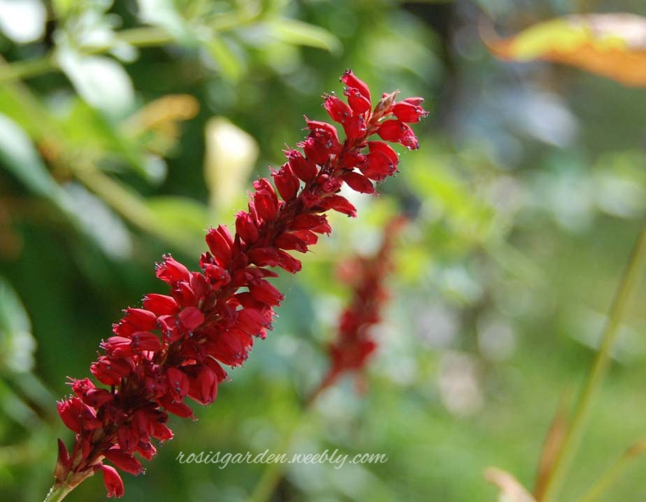 Persicaria amplexicaulis 'Red Baron' Photo