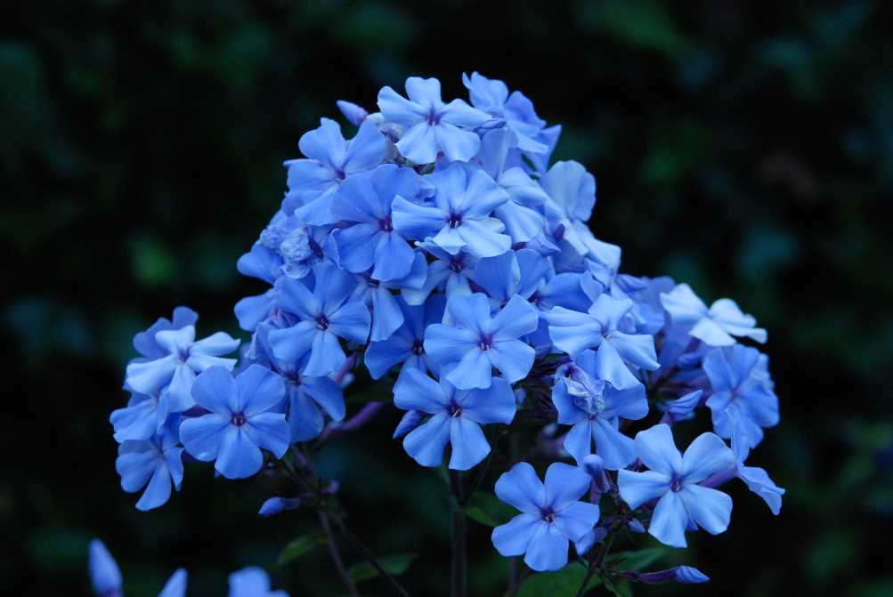 Image Phlox paniculata 'Blue Evening' le soir