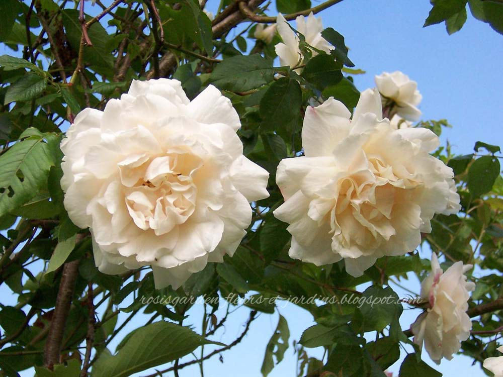 Image Rosa 'Madame Alfred Carrière'