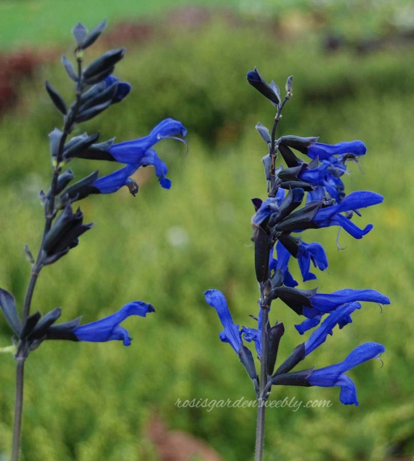 Salvia guaranitica 'Black and Blue' Photo