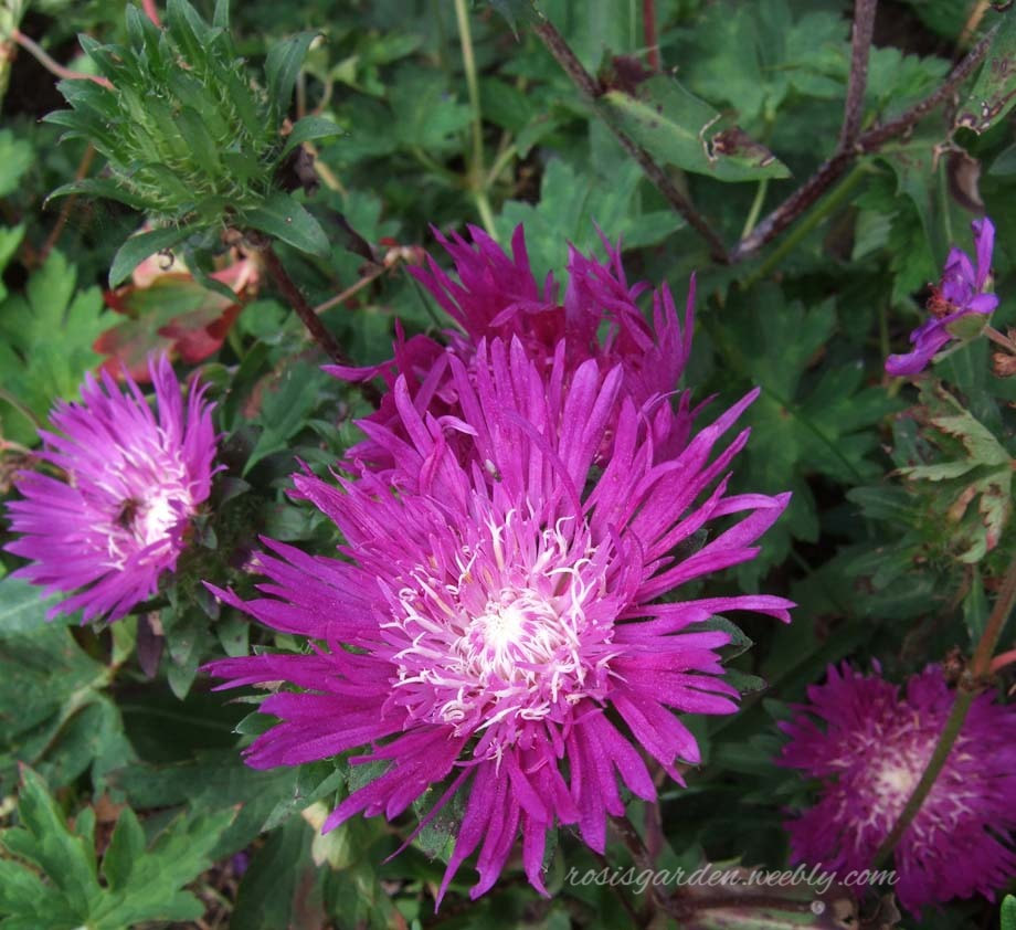  Stokesia laevis 'Honeysong Purple'