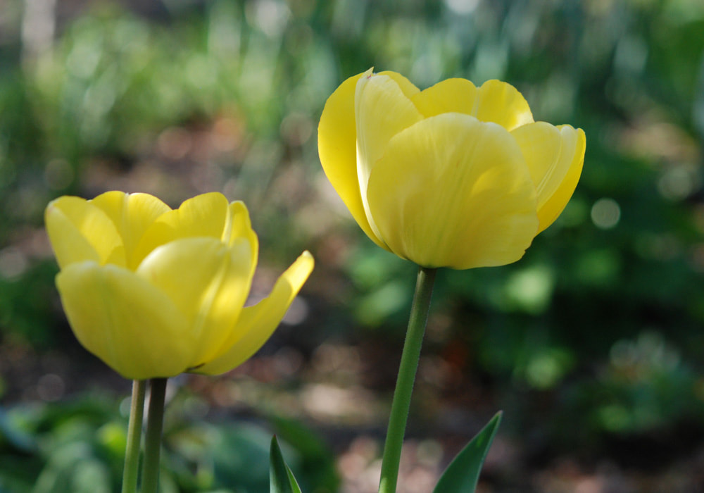 image Tulipa 'Kikomachi'