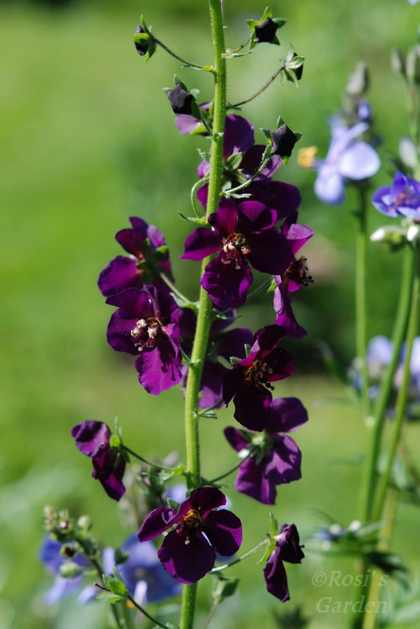 Image Verbascum phoeniceum'Violetta' 